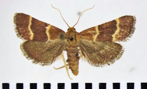 Stemmatophora combustalis (FISCHER V. RÖSLERSTAMM, 1842).JPG