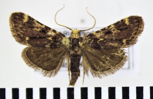 Aglossa signicostalis STAUDINGER, 1871.JPG