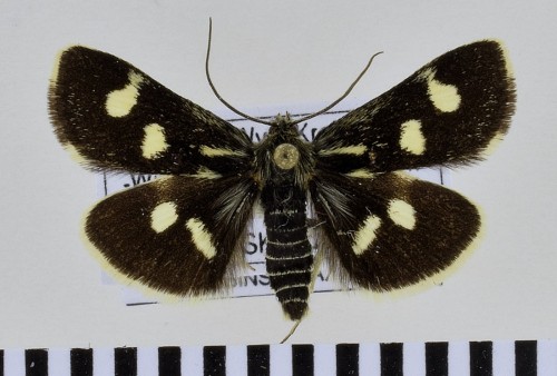 Eurrhypis pollinalis ([DENIS & SCHIFFERMÜLLER], 1775).jpg