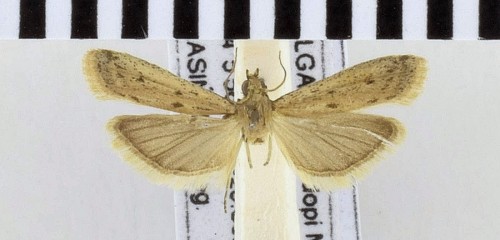 Phycitodes lacteella (ROTHSCHILD, 1915) (2)-1.JPG