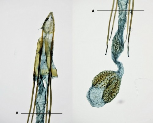 Phycitodes lacteella (ROTHSCHILD, 1915) (1)-1.JPG