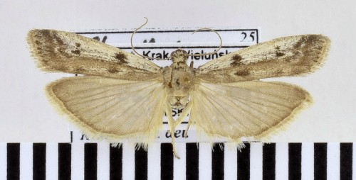 Phycitodes binaevella (HÜBNER, [1813])-1.JPG