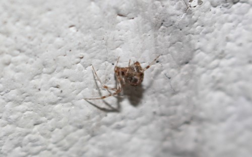 1) Parasteatoda sp.?