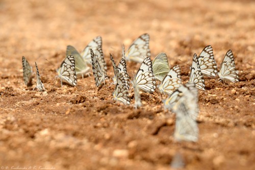 NN Lepidoptera spijające wodę z wilgotnej gleby.