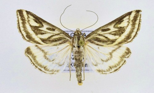 Loxostege aeruginalis (HÜBNER, 1796).jpg