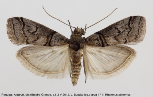 Acrobasis romanella samiec.JPG