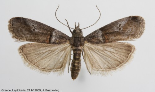 Acrobasis obliqua samica.JPG