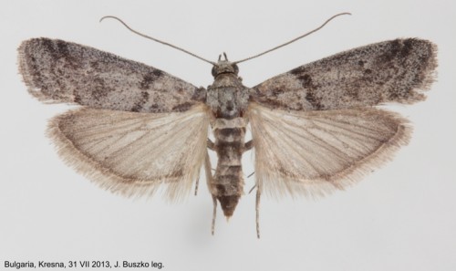 Phycitinae sp..jpg