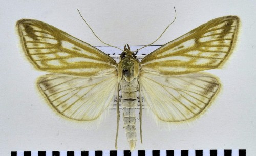 Loxostege clathralis (HÜBNER, [1813]).jpg