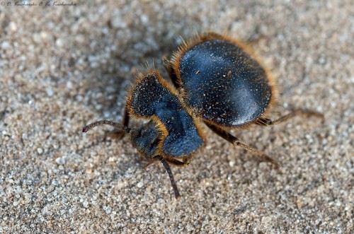 Eurychora sp. pozbawiony swojego typowego kamuflażu.