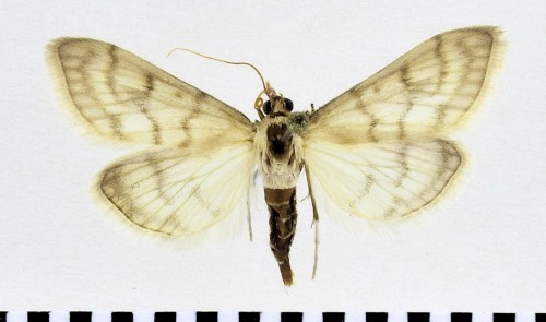 Paracorsia repandalis ([DENIS & SCHIFFERMÜLLER], 1775).JPG