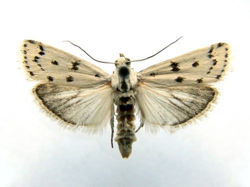 Myelois circumvoluta motyl.jpg