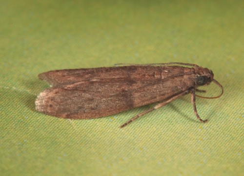 Cadra cautella imago.jpg