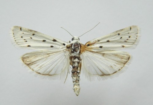 myelois circumvoluta.jpg