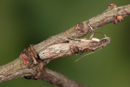 Nephopterix angustella imago.jpg