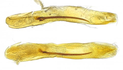 cornutus, Hypsopygia rubidalis od dwóch egz.