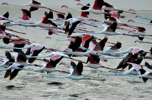 Stado flamingów nad wodami Walvis Bay. Stada składają się z flaminga różowego (Phoenicopterus roseus) i małego (Phoenicoparrus minor).