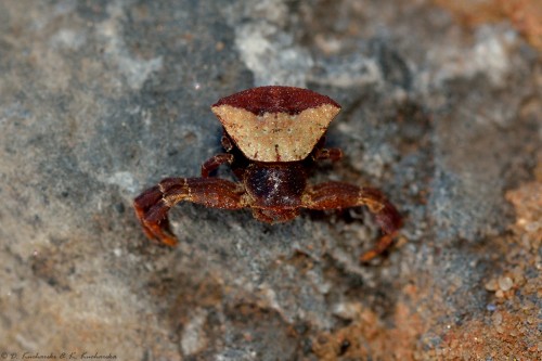 NN Thomisidae