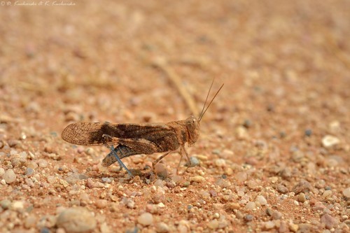 NN Orthoptera