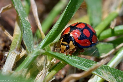 Cheilomenes cf lunata (?)