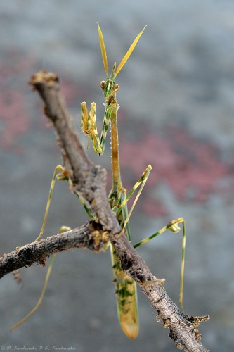 Jest i przedstawiciel Mantodea - Hemiempusa capensis ;)