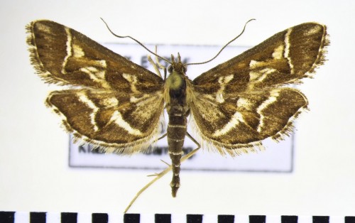 Diasemia reticularis.JPG