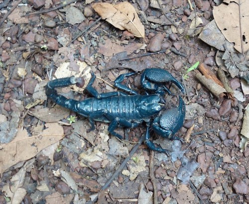 skorpion ok 12 cm.jpg