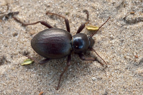 NN Tenebrionidae