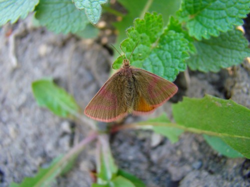 L. purpuraria.JPG