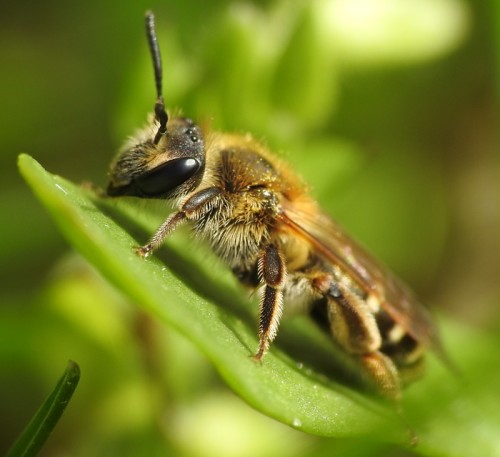 3) 14.04.2019<br />Andrena sp.