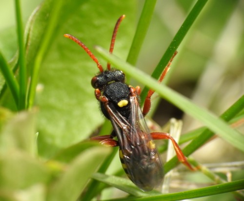 4) 14.04.2019<br />Nomada sp.