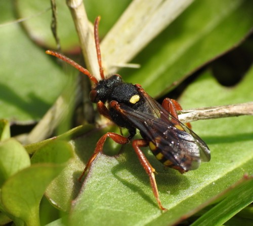 4) 14.04.2019<br />Nomada sp.