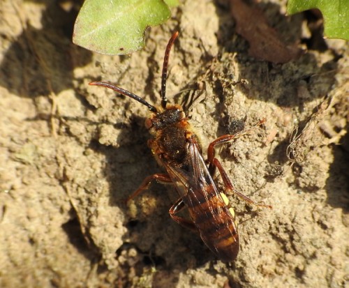 5) 14.04.2019<br />Nomada sp.