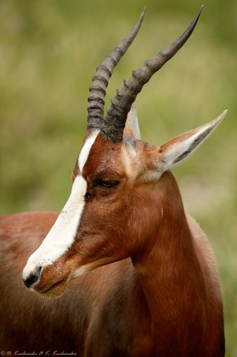 Sasebi przylądkowy (Damaliscus pygargus)