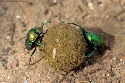 Gymnopleurus humeralis (?)