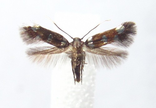 Elachista tengstromi