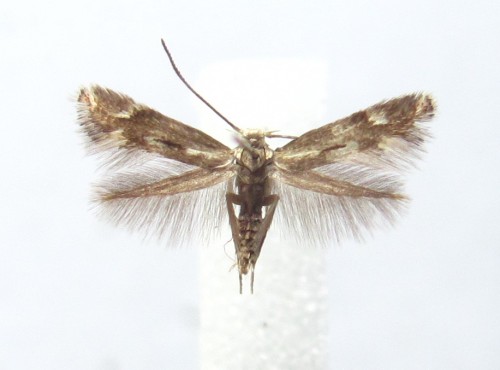 Elachista utonella