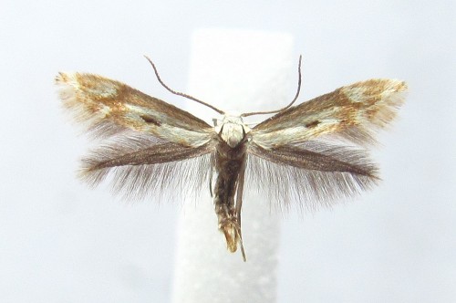 Elachista albidella