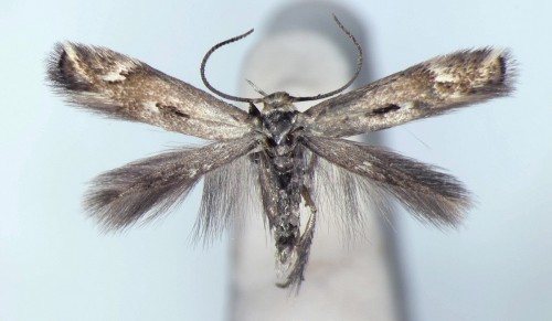 Biselachista eleochariella (STAINTON, 1851).JPG