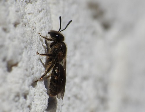 7) 16.04.2019<br />Lasioglossum sp.?