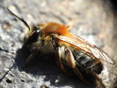 9) 16.04.2019<br />Andrena helvola?