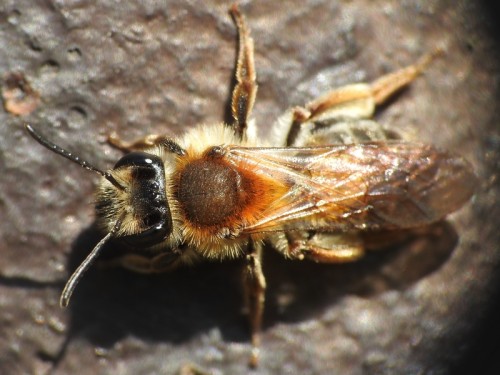 9) 16.04.2019<br />Andrena helvola?