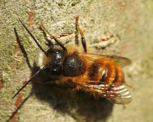 12) 18.04.2019<br />Osmia sp.