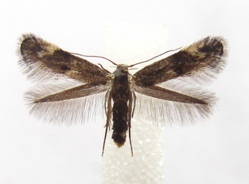 Elachista serricornis