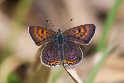 Lycaena helle.JPG