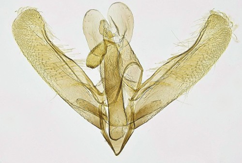 Elachista pollinariella Zeller, 1839 (2).jpg