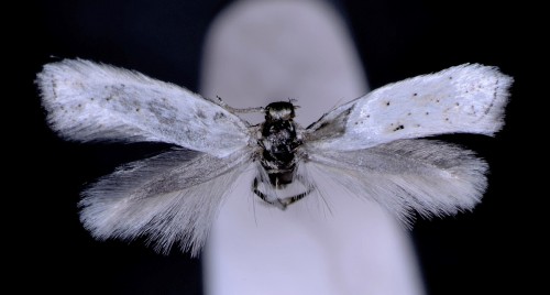 Elachista sp.