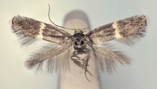 Elachista adscitella STAINTON, 1851.jpg