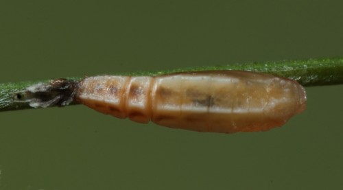 Elachista bifasciella poczwarka 2.JPG