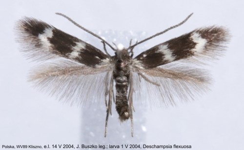 Elachista bifasciella samiec.JPG